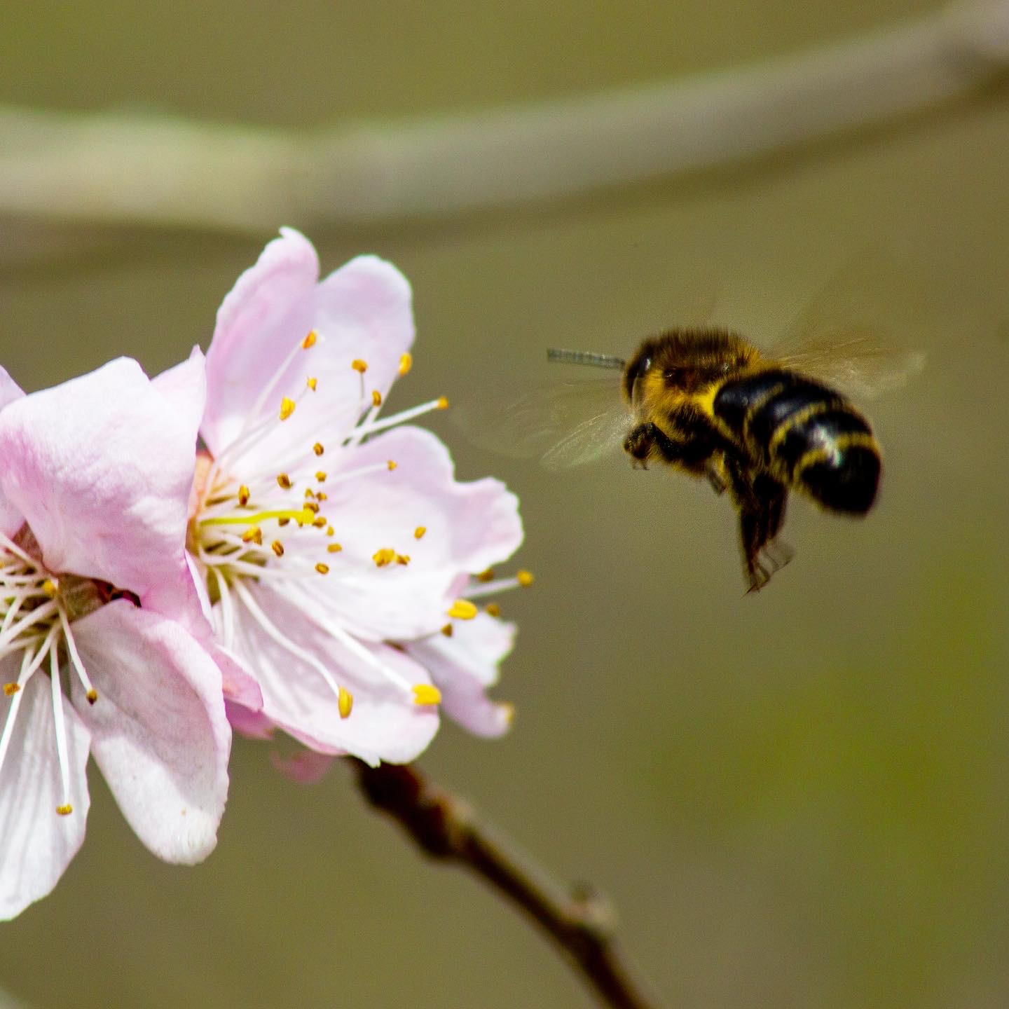 Полёт Пчела полёт цветение весна