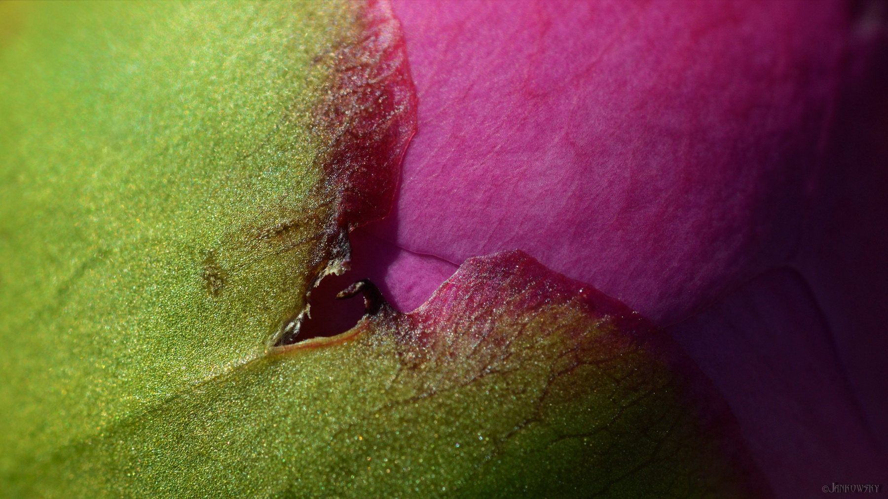 Золотое сечение бутона пиона пионы бутон зеленый розовый деление граница tamron 180mm macro сад