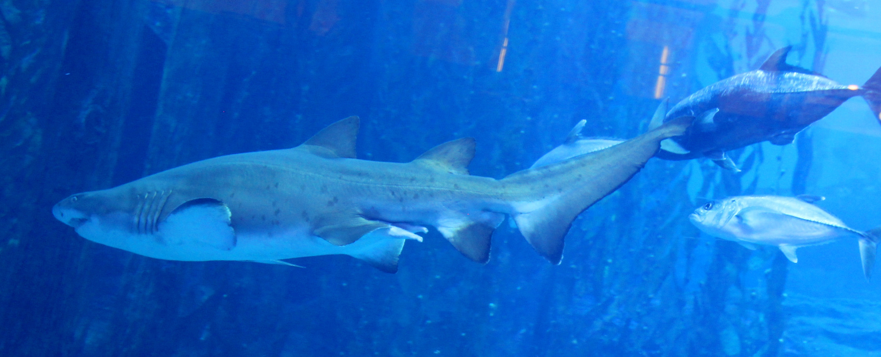 Белая акула ОАЭ город Дубай Океанариум белая акула