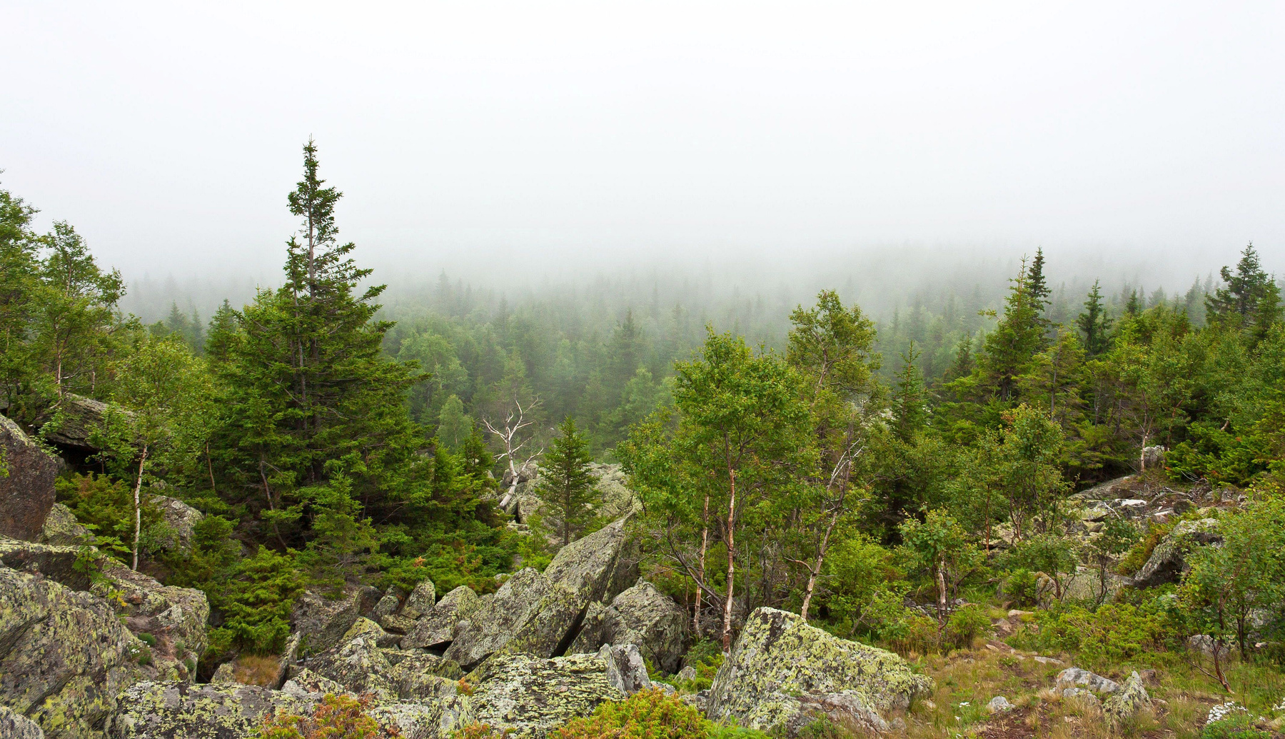 Туман на горе Ицыл. Южный Урал Миасс горы Ицыл туман лес