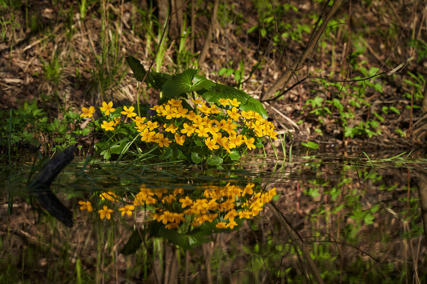 Весна пришла на старый ручей/Spring on the old creek природа весна флора цветы ручей отражение