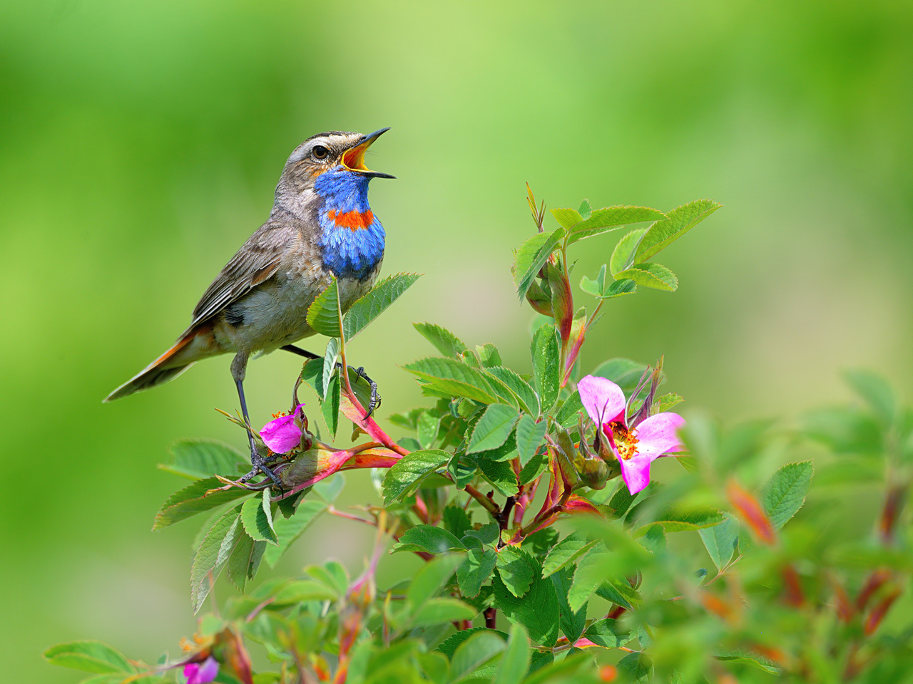 Пою привет хвалебный лету природа птицы фотоохота варакушка