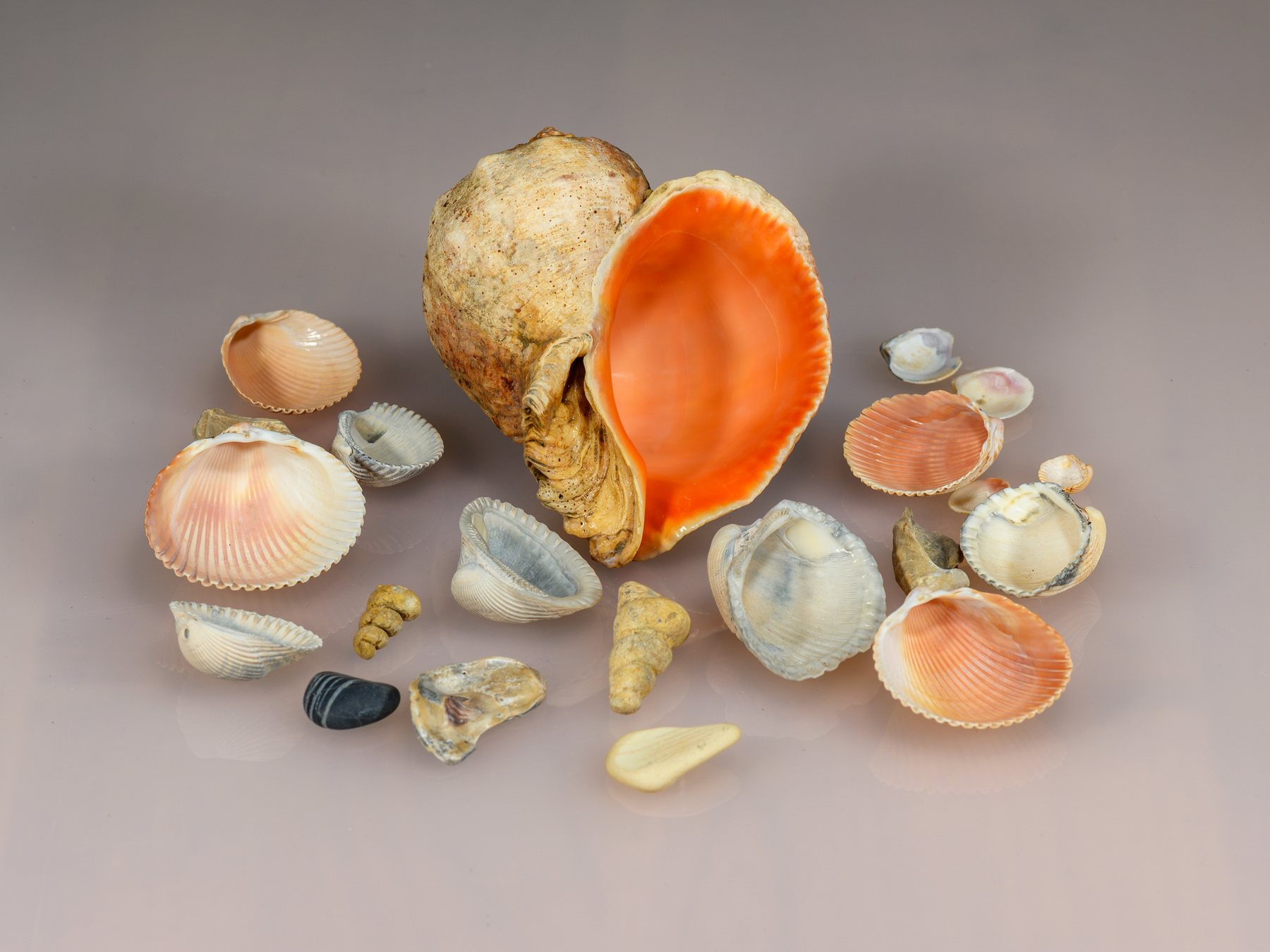 Карибская коллекция ракушки shell