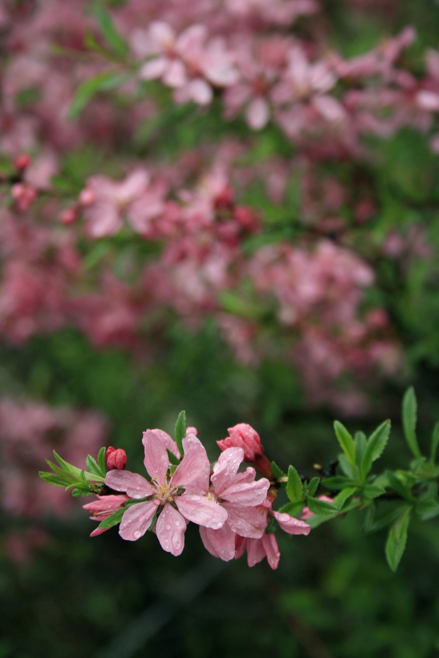 цветущий миндаль миндаль весна цветение цветы лепестки ветка размытие пасмурно дождь капли листва розовый