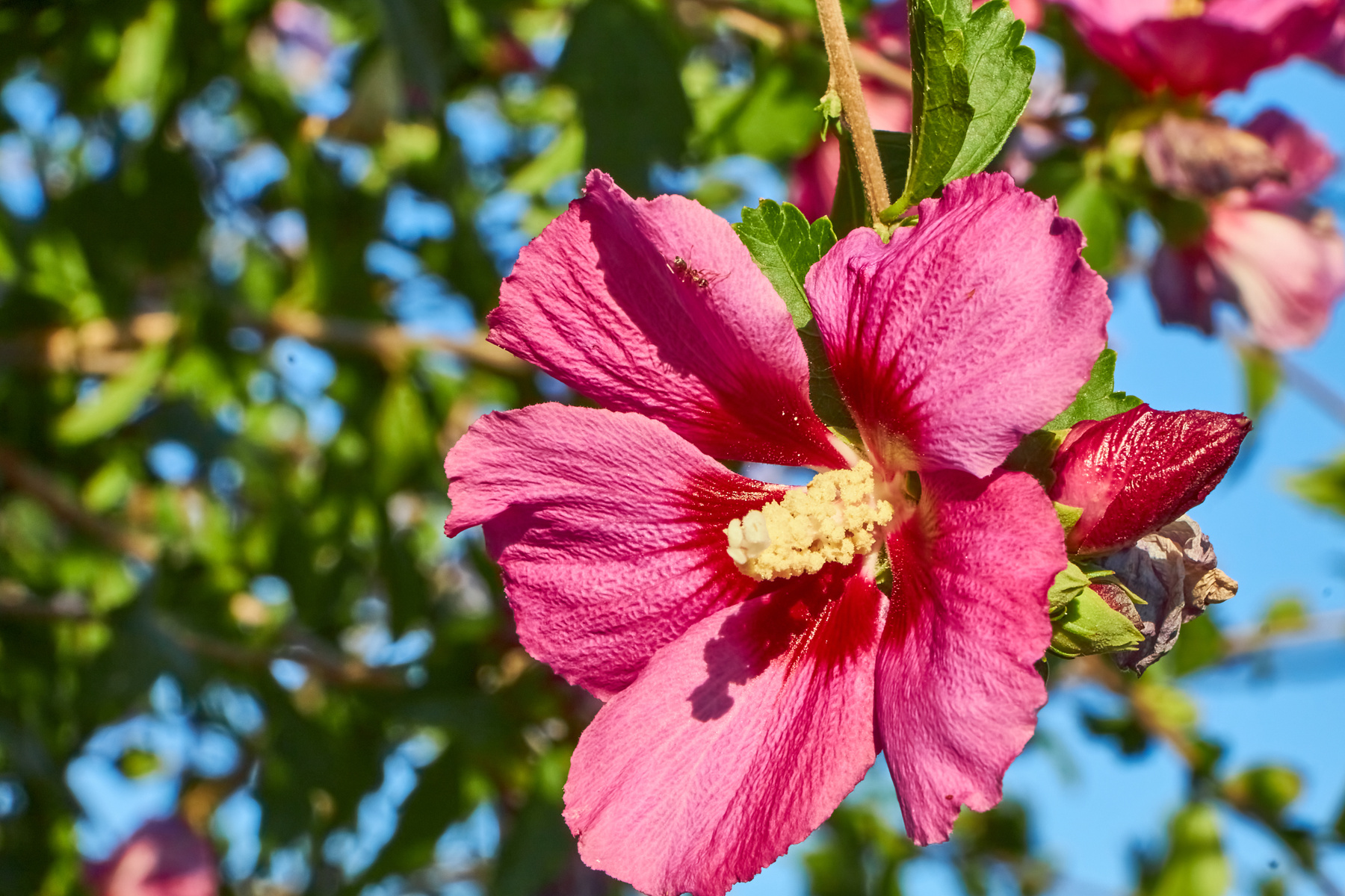 Розовый цветок гибискуса природа гибискус цветок сад