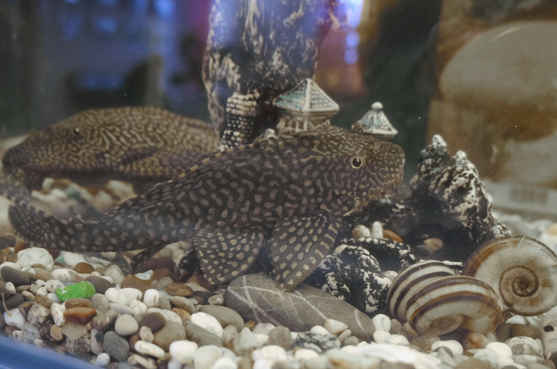 На дне сомик аквариум животные рыба природа москва