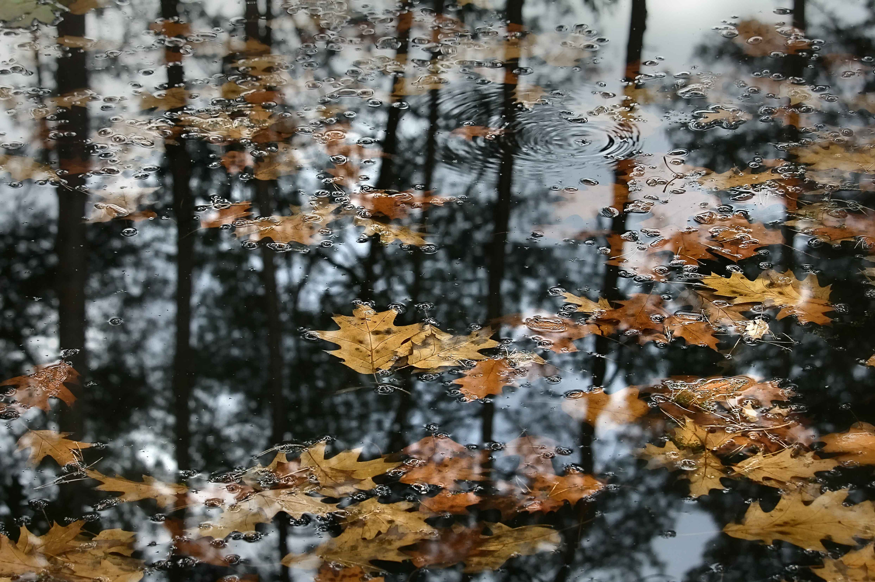 Водомерка и осень. жёлтые листья пруд водомерка осень