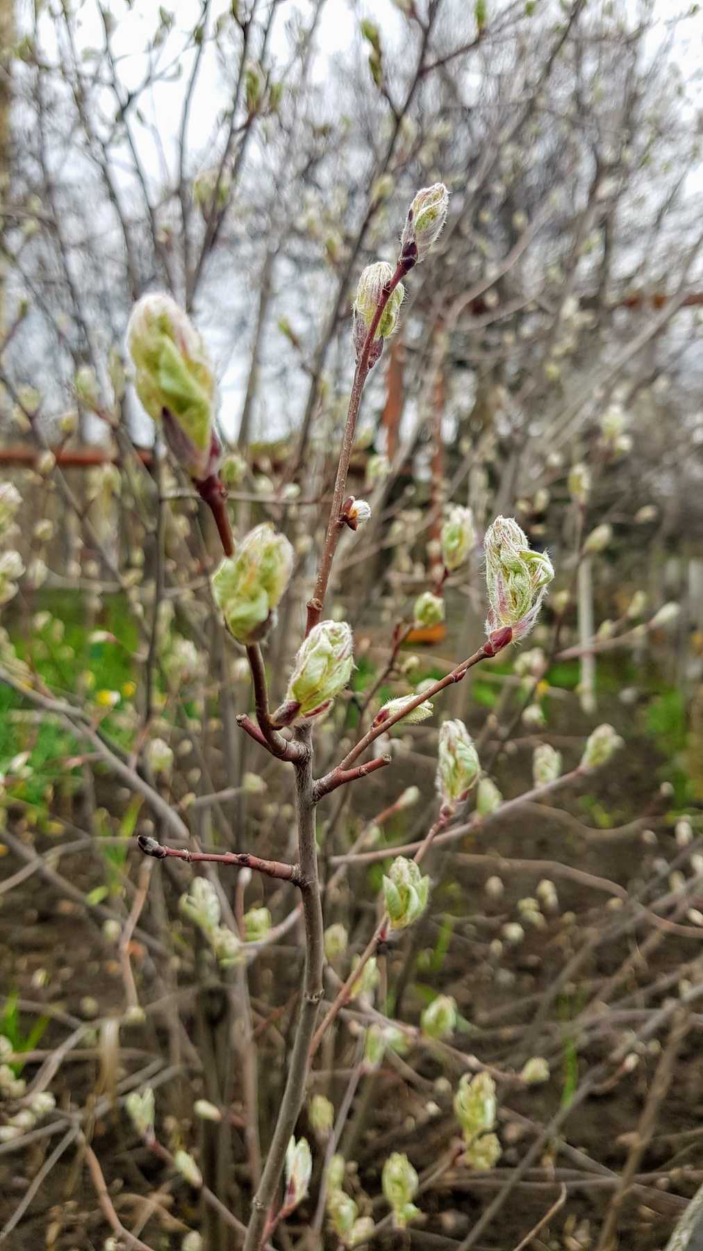Дыхание весны Весна дерево деревья почки