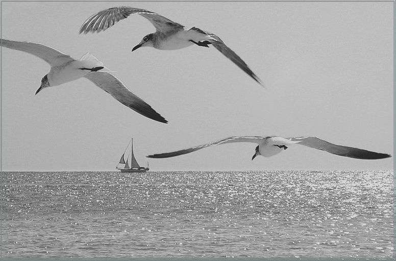 *** черное.белое. море.