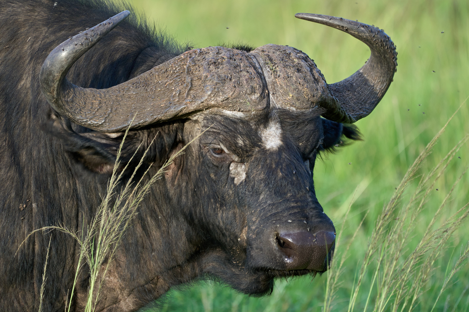 Буйвол. Портрет. Танзания Серенгети Африка природа животные буйвол