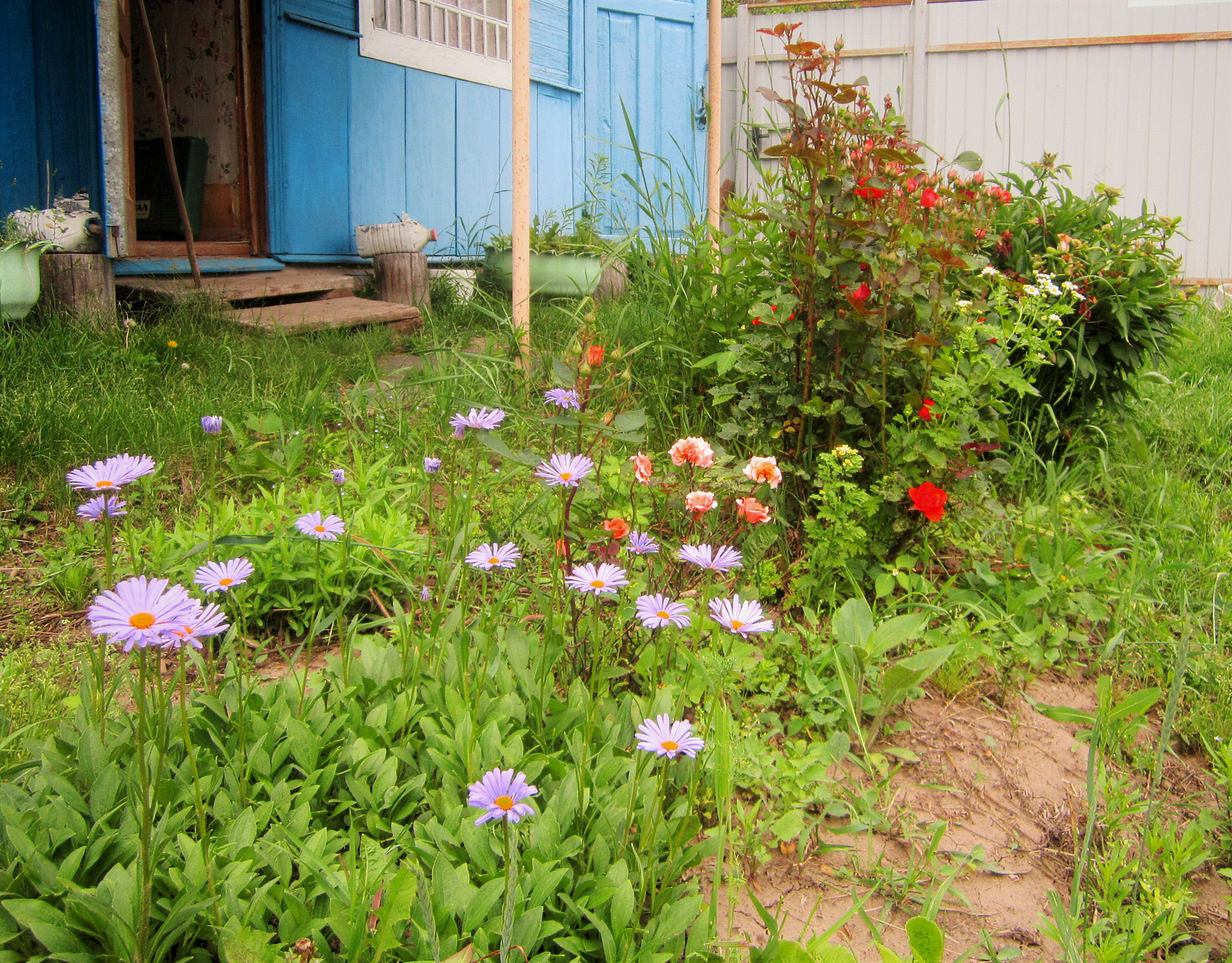 На даче Дача цветы природа лето