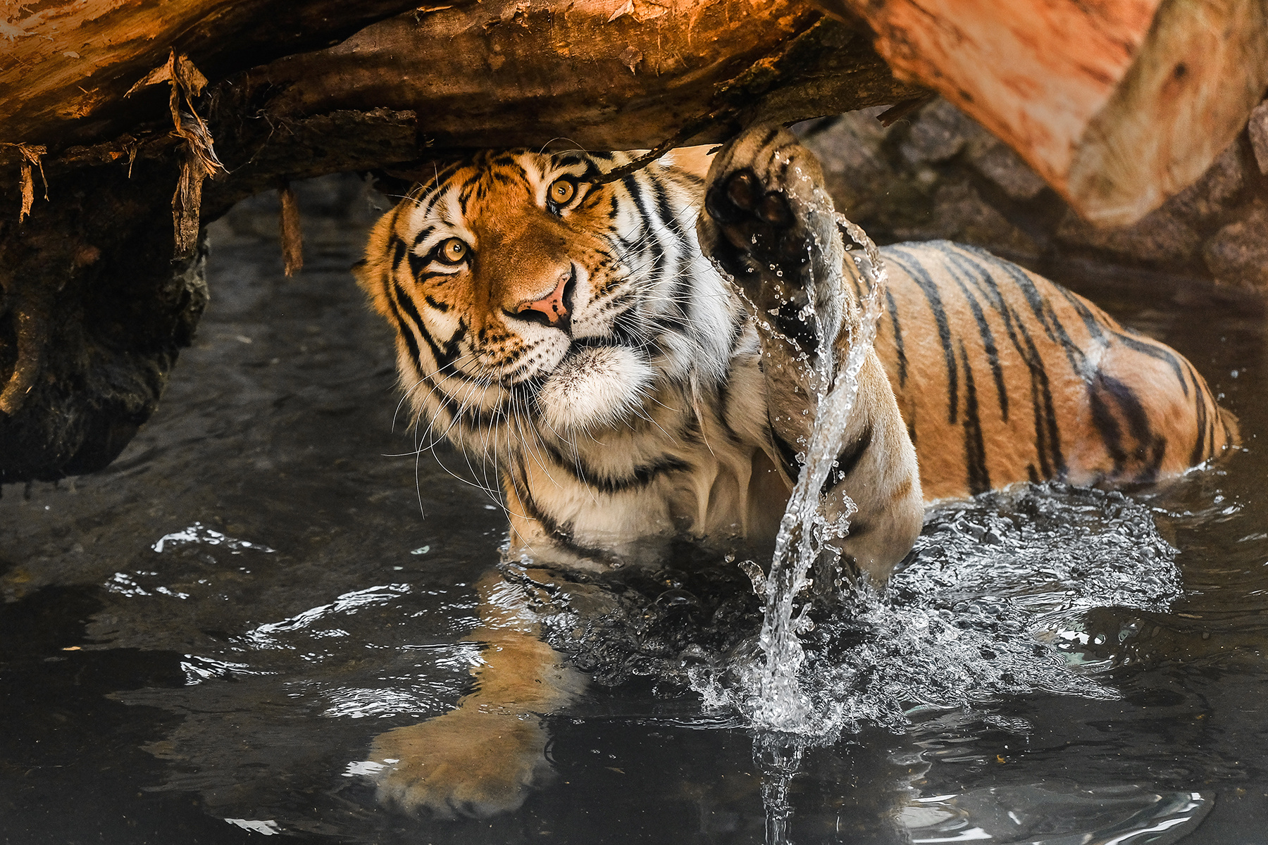 все любят воду тигр дикаякошка вода tiger