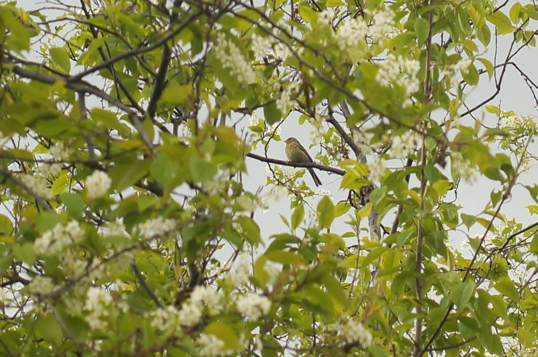 Урагус урагус самка птица весна лес