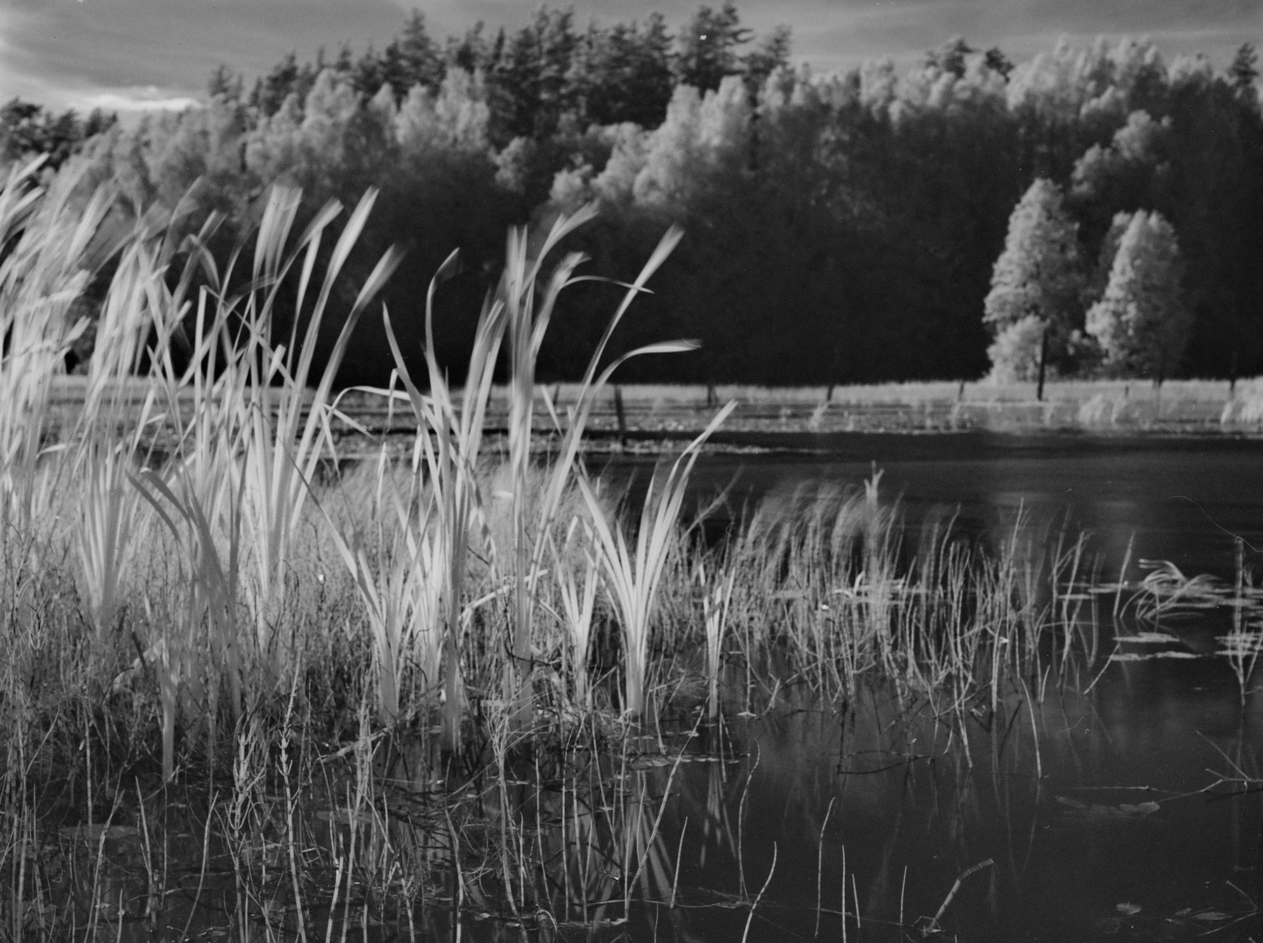 Верятинский «лиман» Reeds Hasselblad 645 rollei superpan landscapes filmphotography blackandwhitephotography bnwphotography