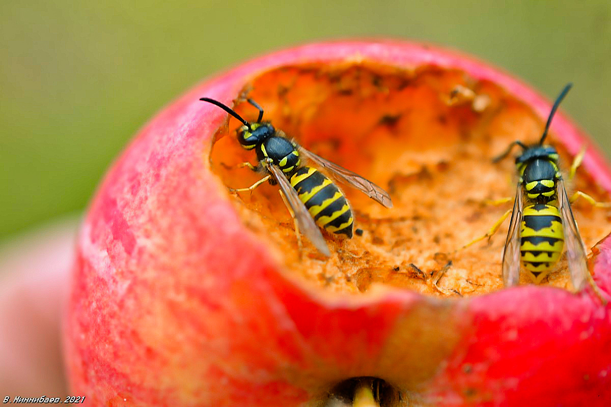 Осиная трапеза природа осы яблоко