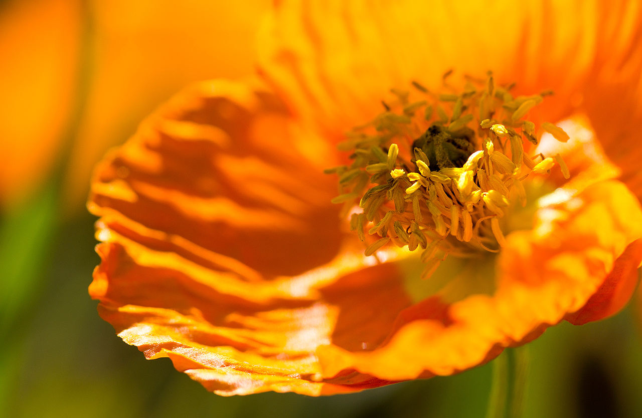 Макро curier Sony-a580 minolta 100 2 8 утро свет солнце Россия Нижний Тагил Исинский тракт макро природа цветы