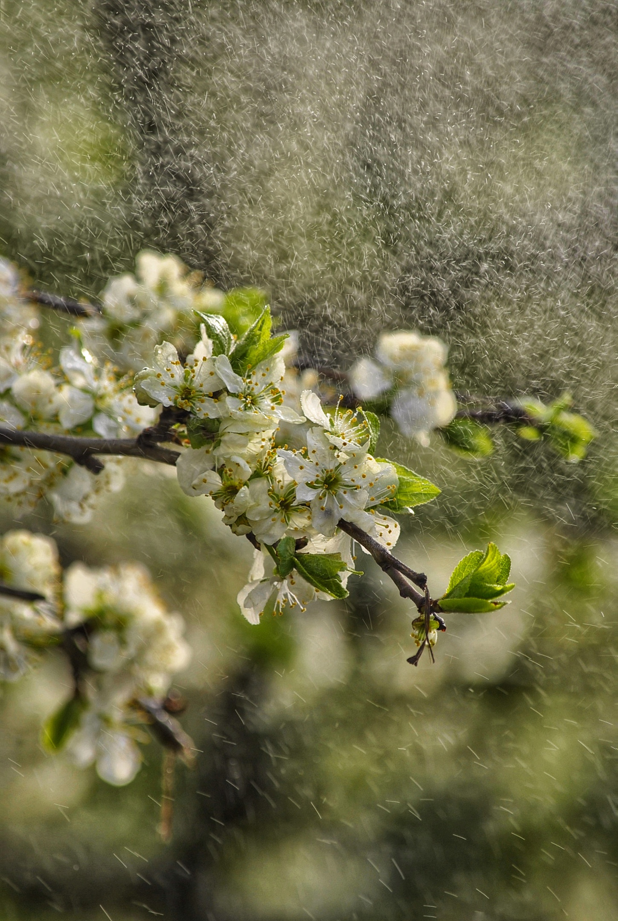 Весенний дождь весна вишня цветение дождь боке макро цветы солнце май