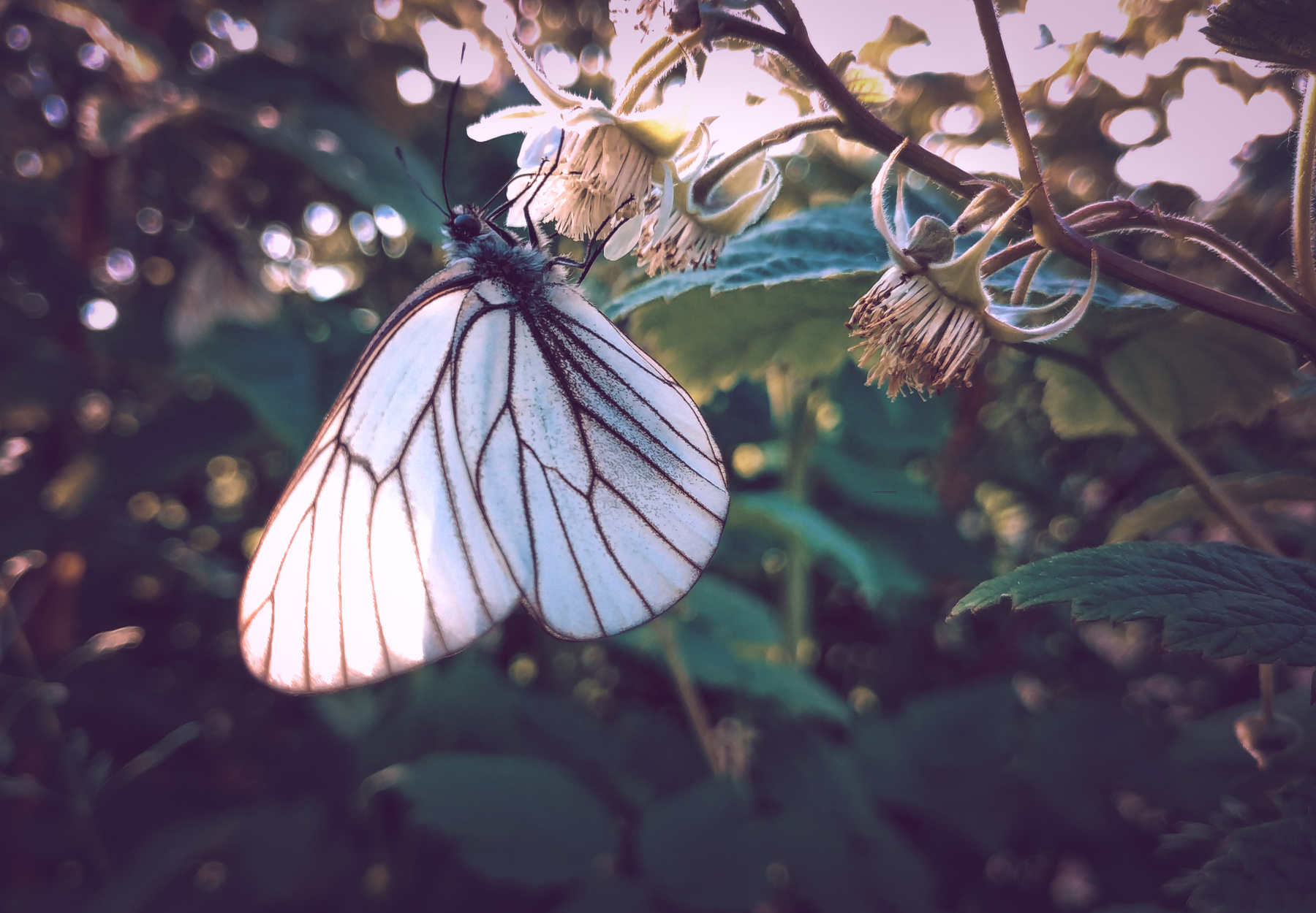 *** ветви малины проблески солнца сияние бабочка