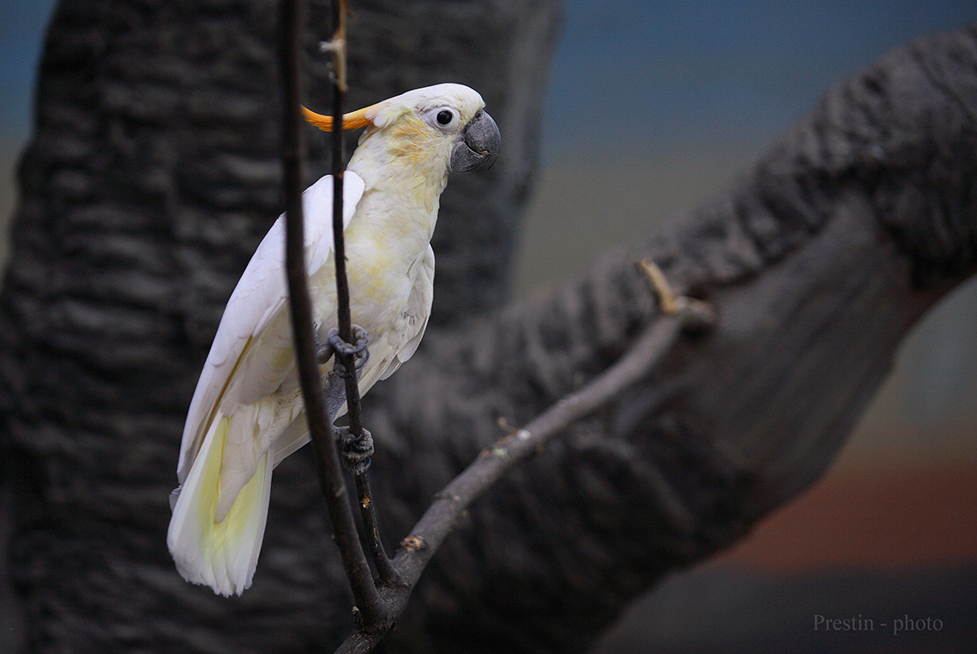 Привет из Шаумбург - Липпе... птица попугай перья дерево клюв когти ветка