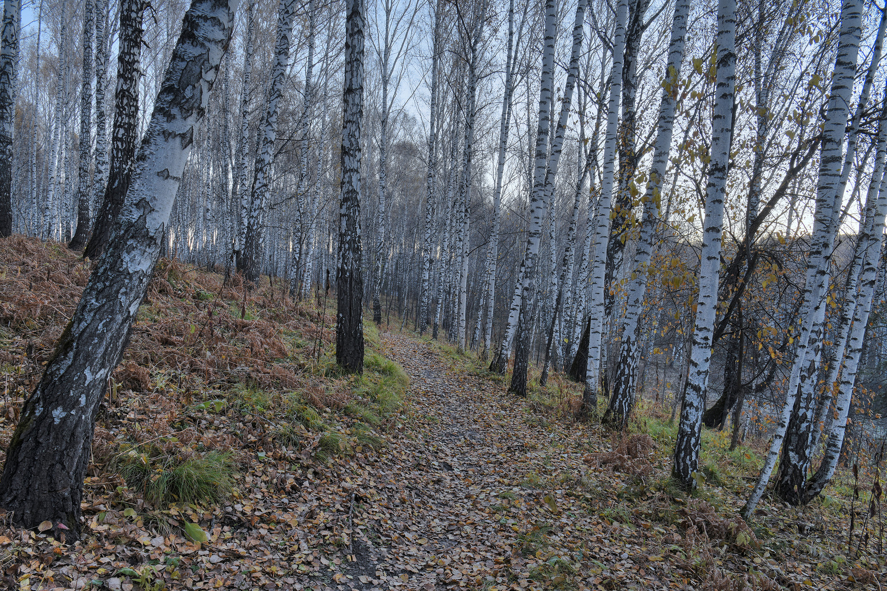 Березовый осенний утренний лес лес осень