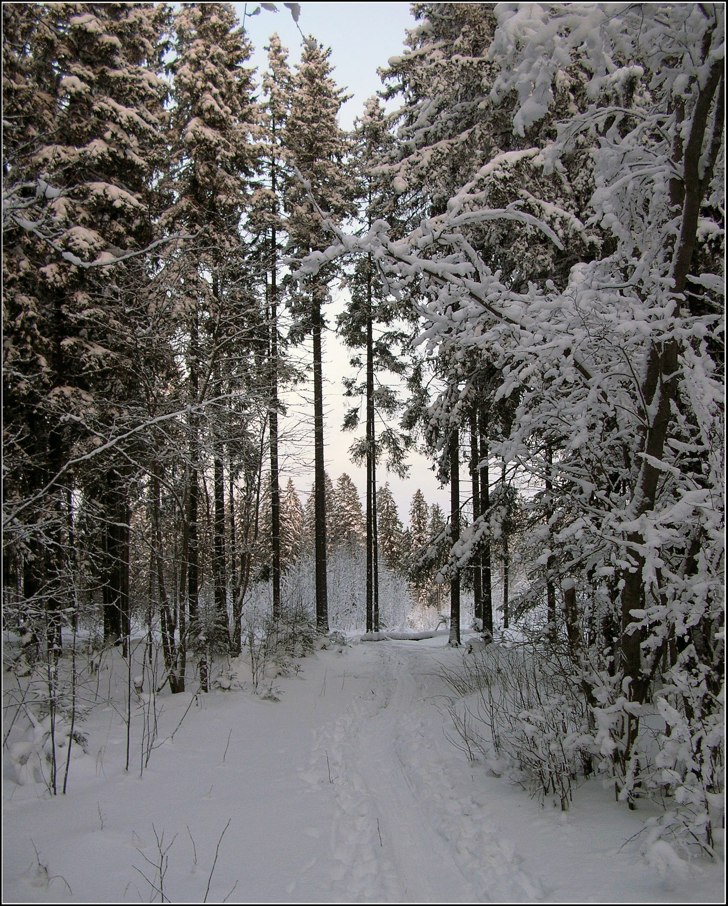 *** Карелия зима снег лес деревья