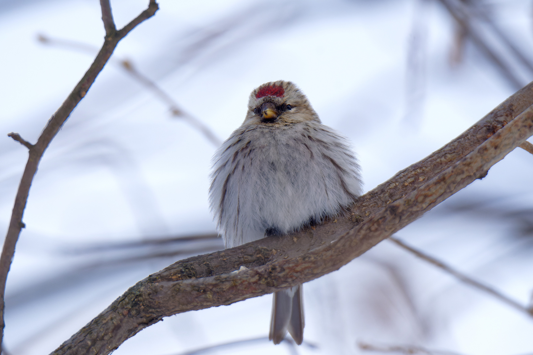 Самка чечётки птицы чечётка фотоохота зима подмосковье вьюрковые
