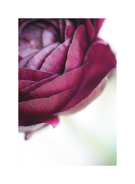 *** Ranunculus asiaticus