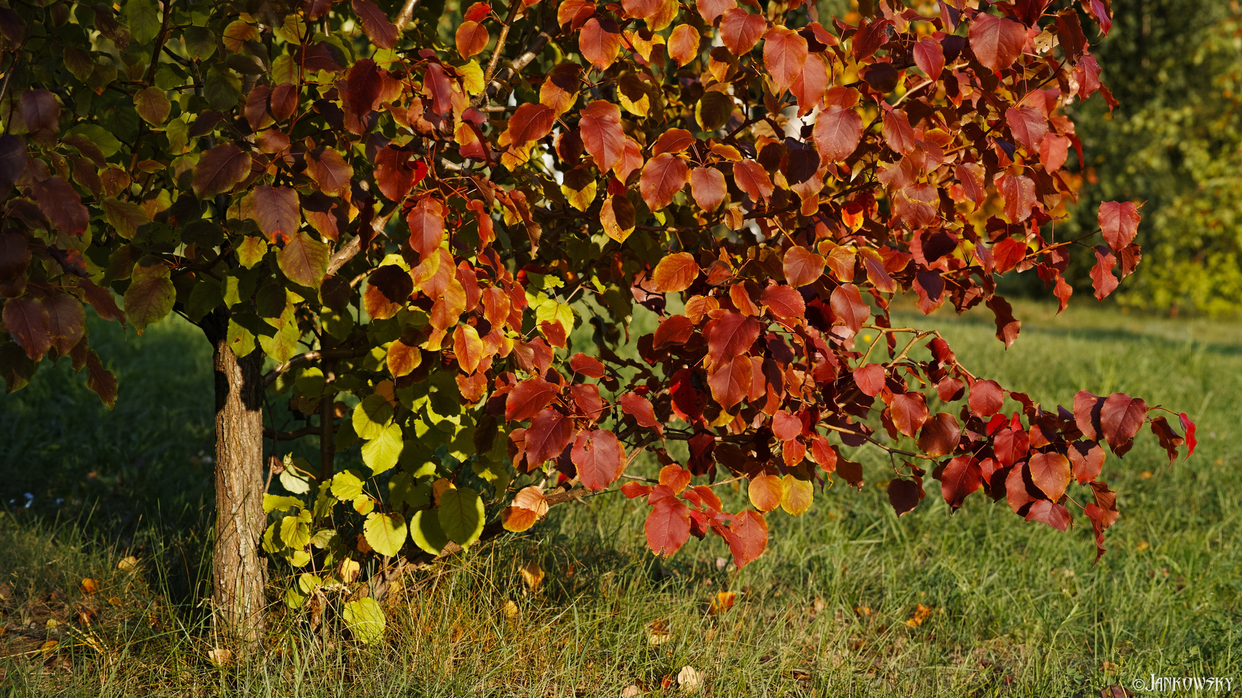 Идеальная сентябрьская зарисовка Омск Старозагородная роща парк сквер сентябрь краски красные листья sigma foveon dp3 quattro