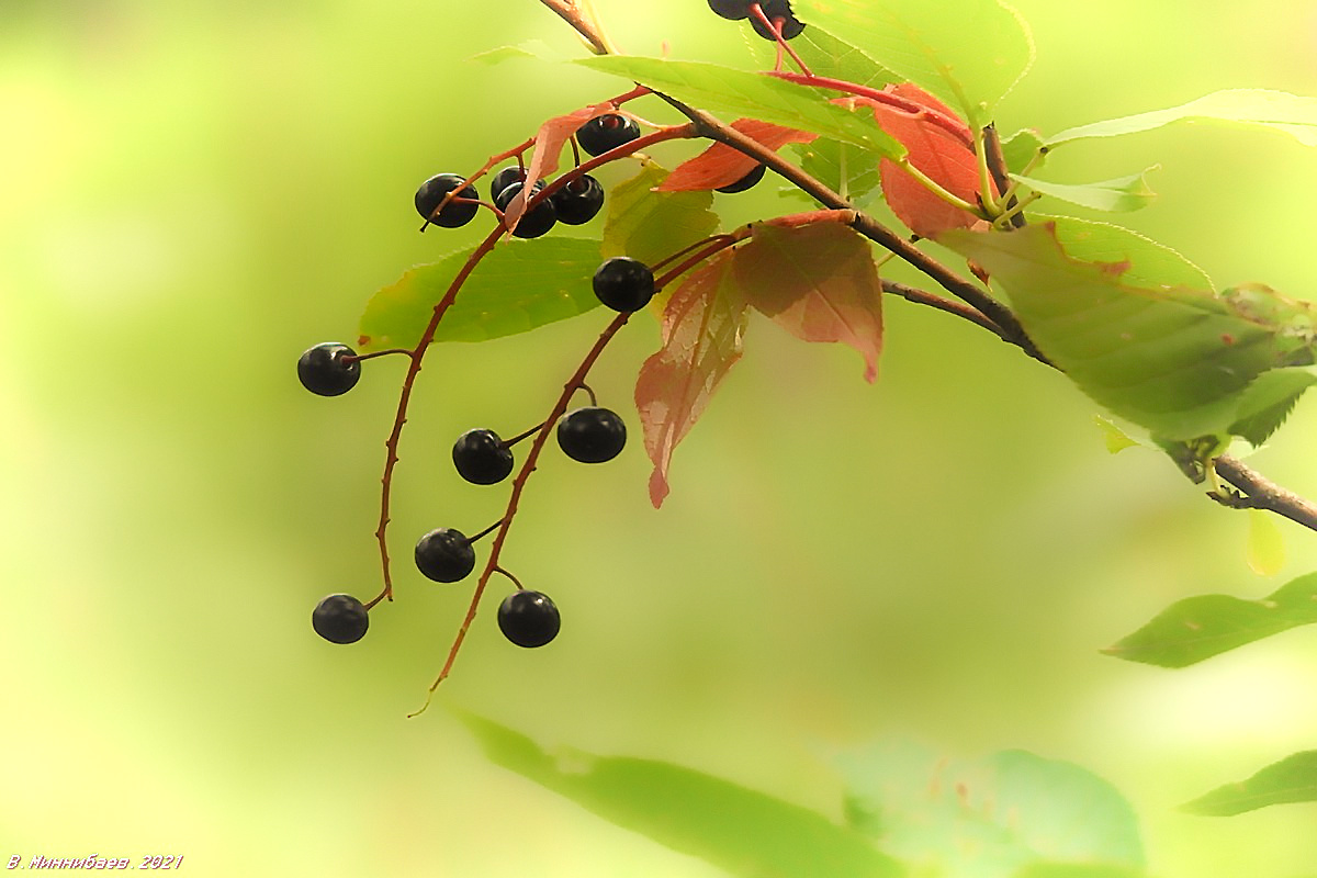 Черёмуха природа лето растения черёмуха
