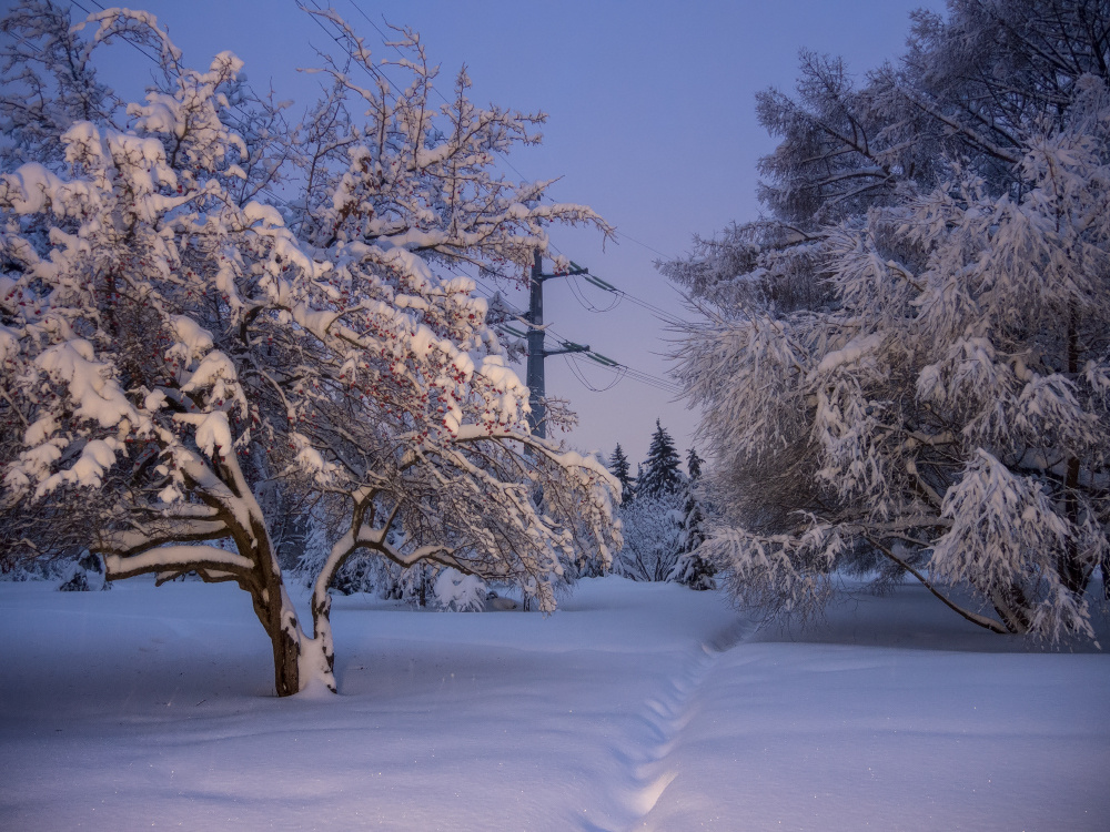 Замело все тропинки зима вечер свет деревья снег ГБС