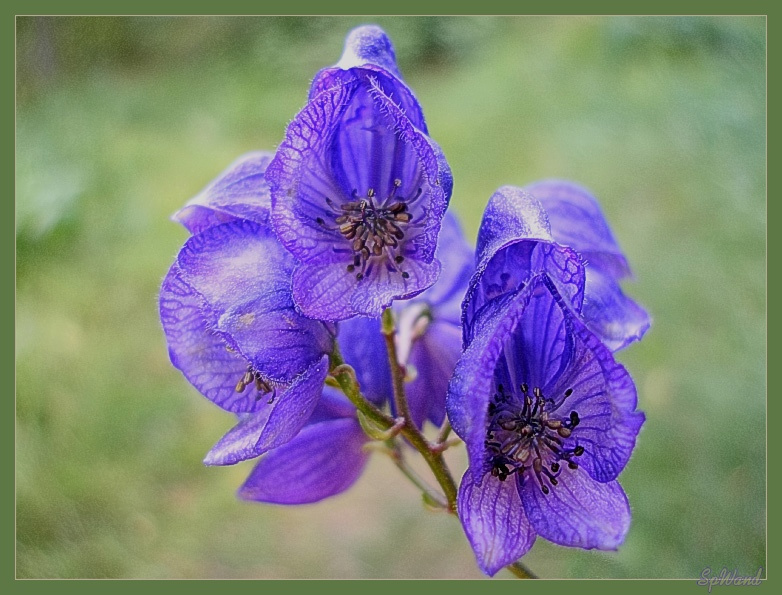 Аконит клобучковый [Aconitum napellus L.] Цветы Аконит Flower Aconitum