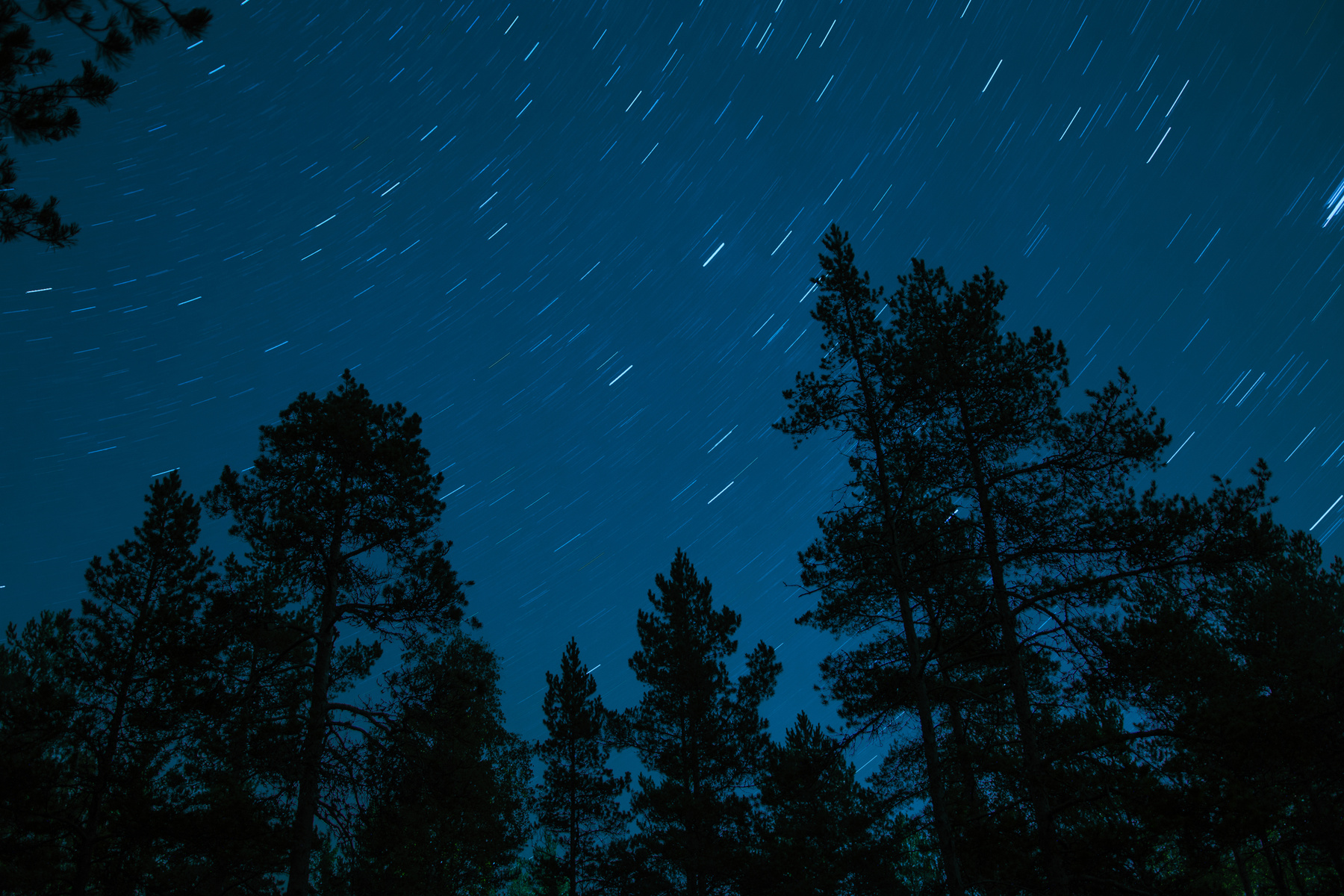звезды не стоят Ночь звезды полосы природа лес