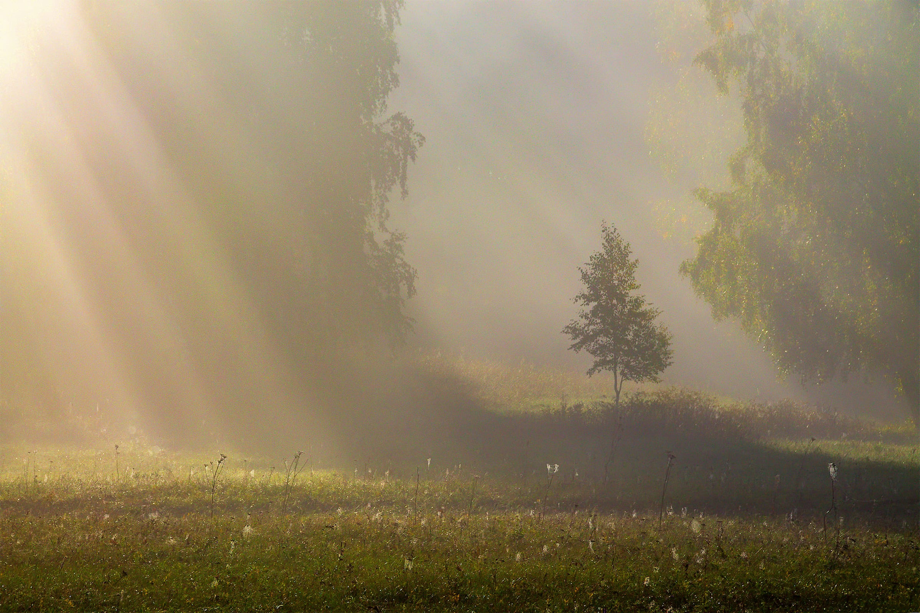 Туманное утро Осень пейзаж природа утро рассвет