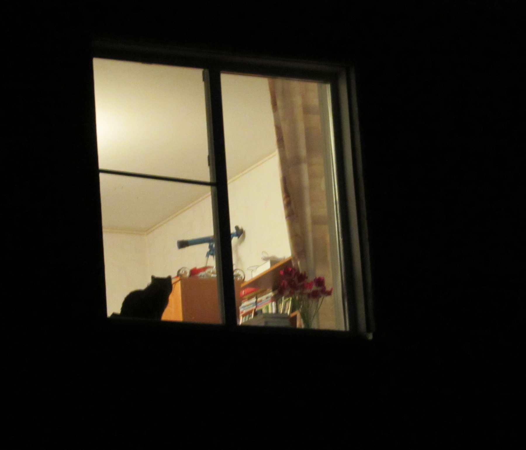 Кот на окне 
