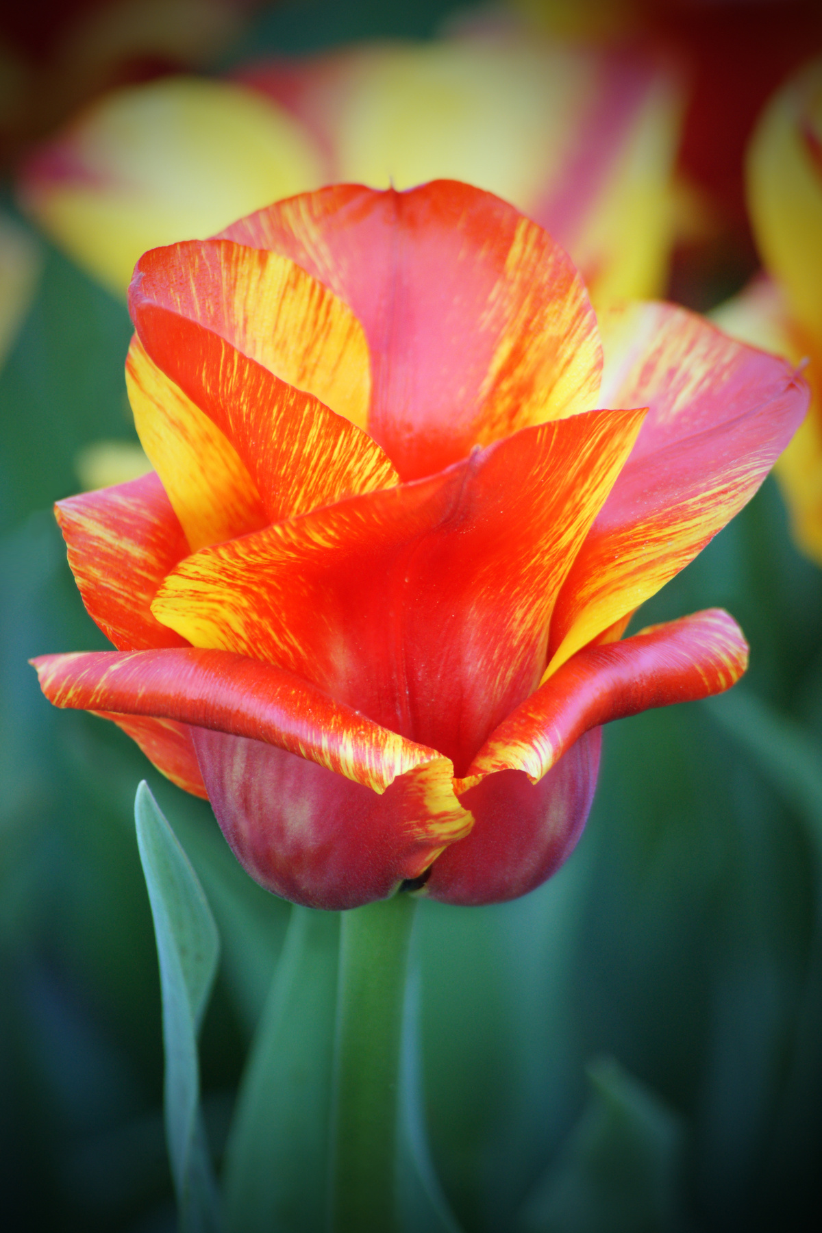 Весенний кубок цветы природа весна май тюльпан тюльпаны tulips