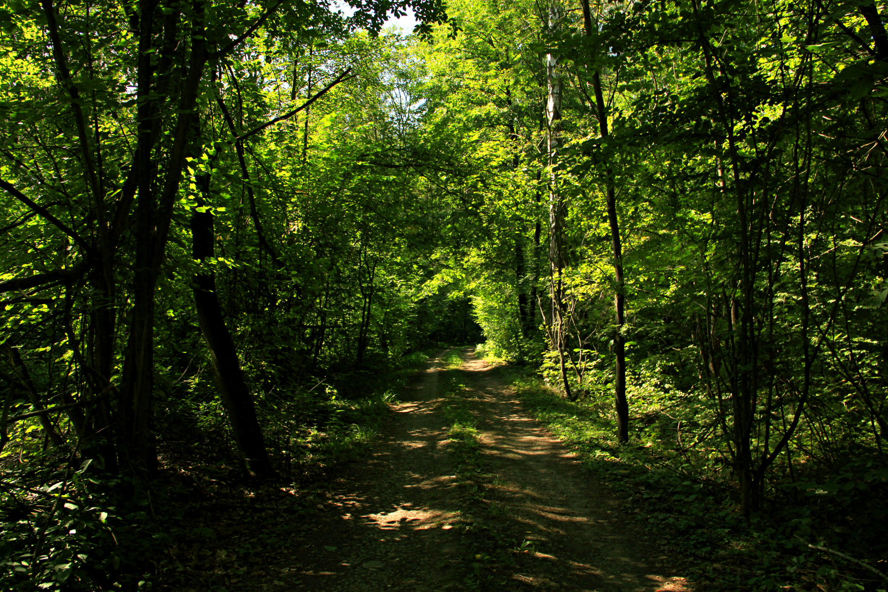 Лесная дорога пейзаж лето природа лес дорога