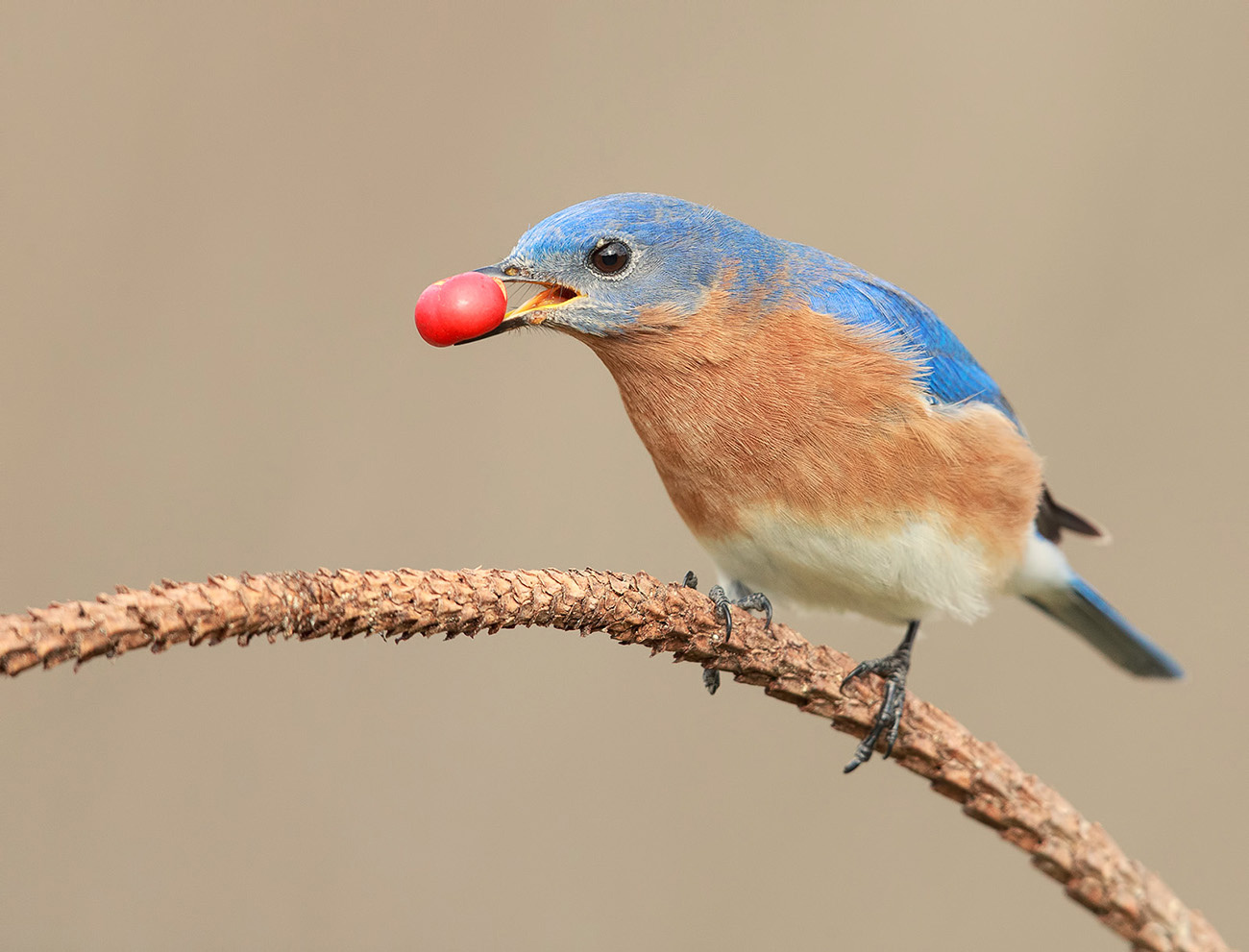 Восточная сиалия c ягодкой - Eastern Bluebird with berries 