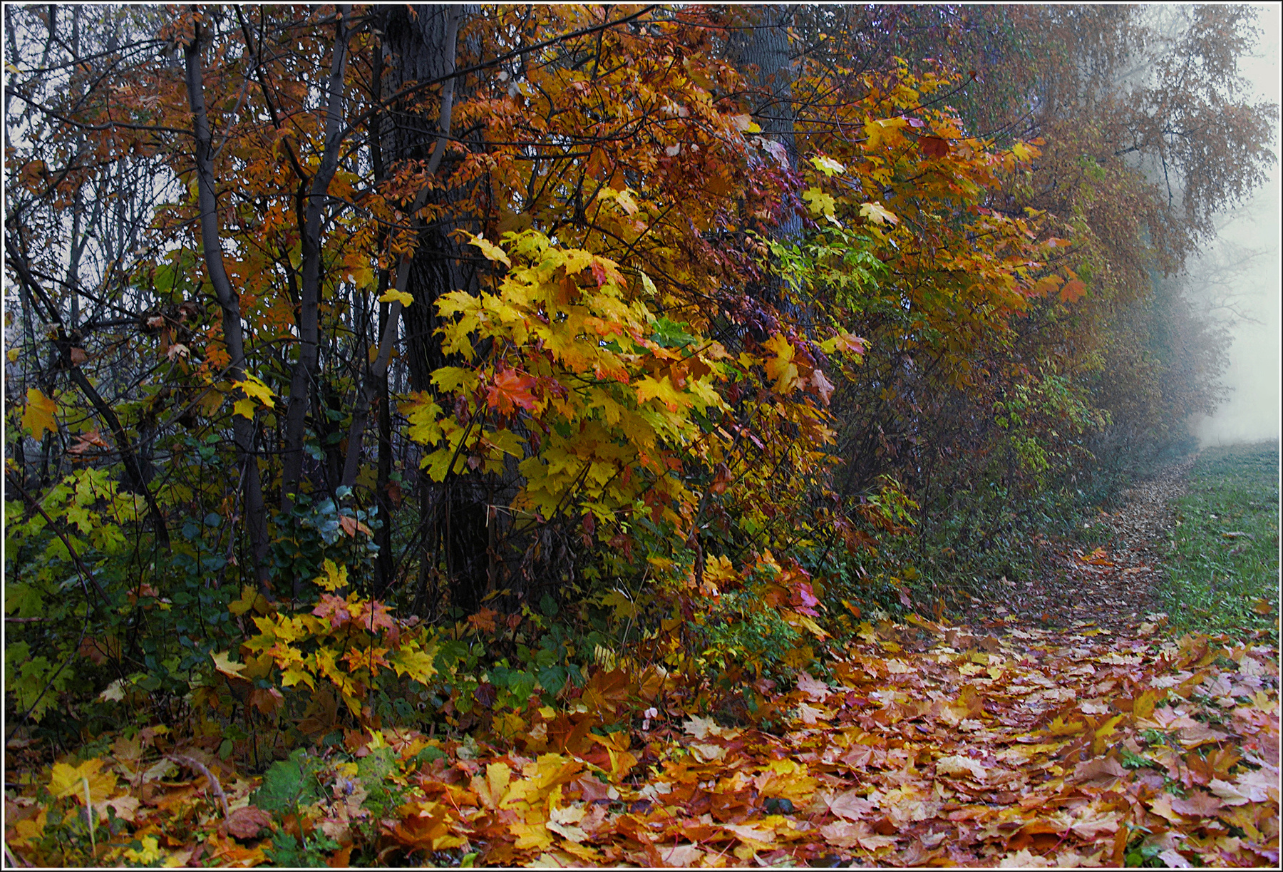 Осенние зарисовки (3) осень тропинка кусты деревья туман утро