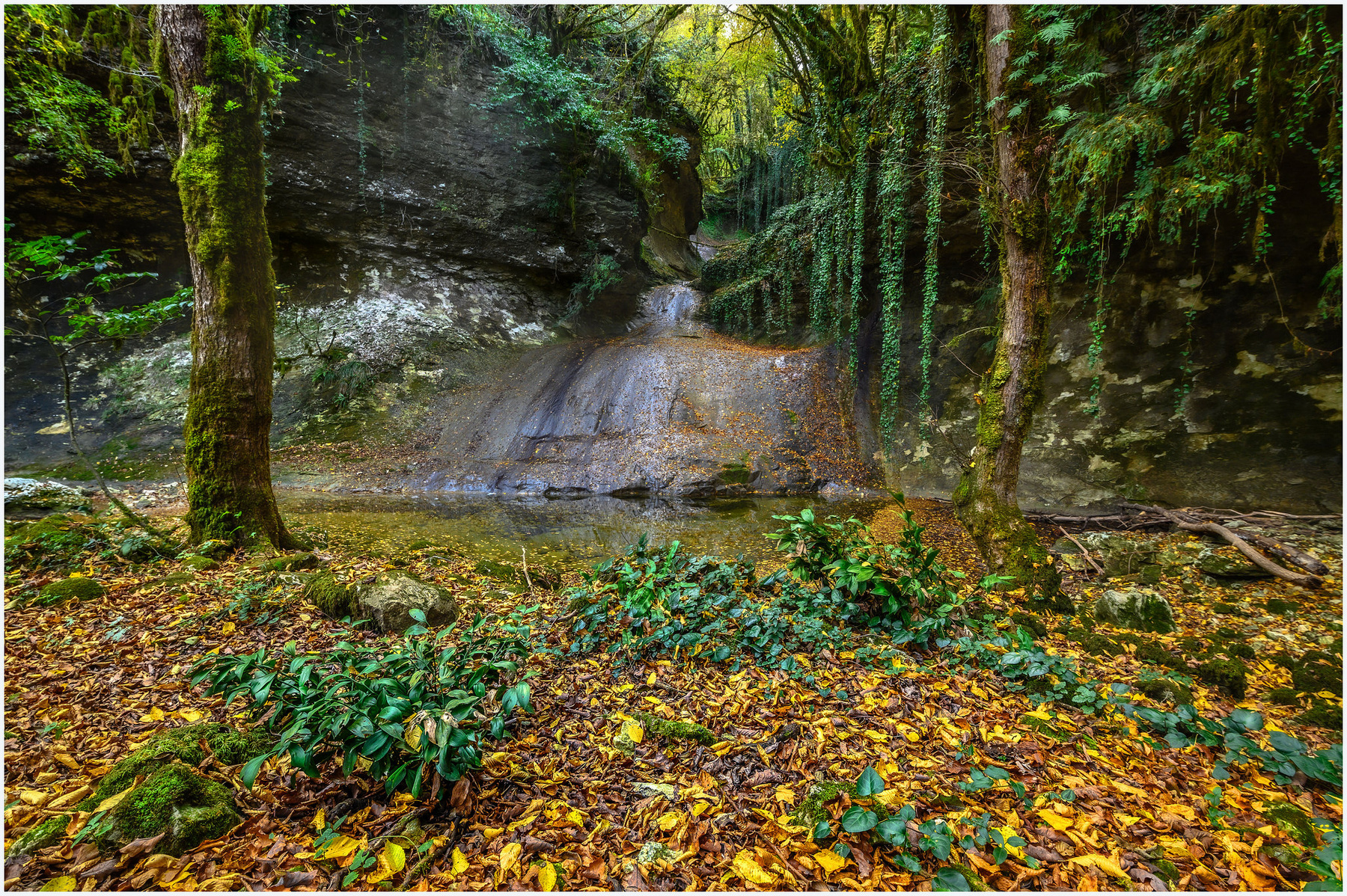 В поисках Аватара Лес тропический лес осень желтая листва ручей каньон овраг деревья скалы