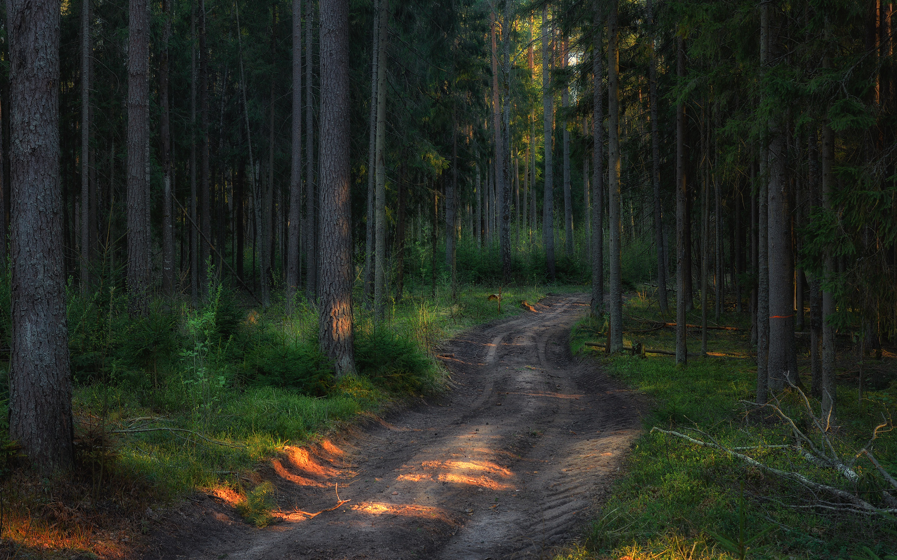 Дорога сквозь лес 