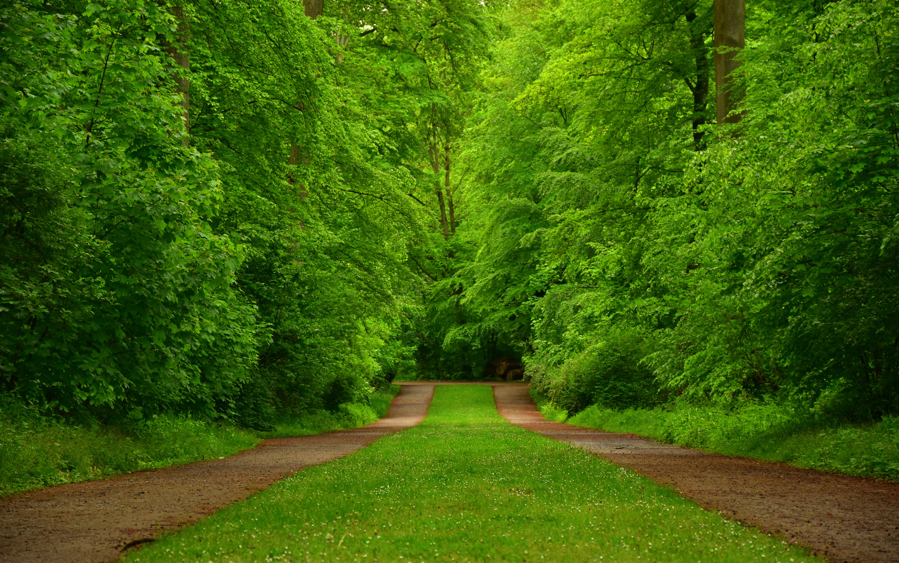 Зеленый шум! весна лес зелень листва дорожки