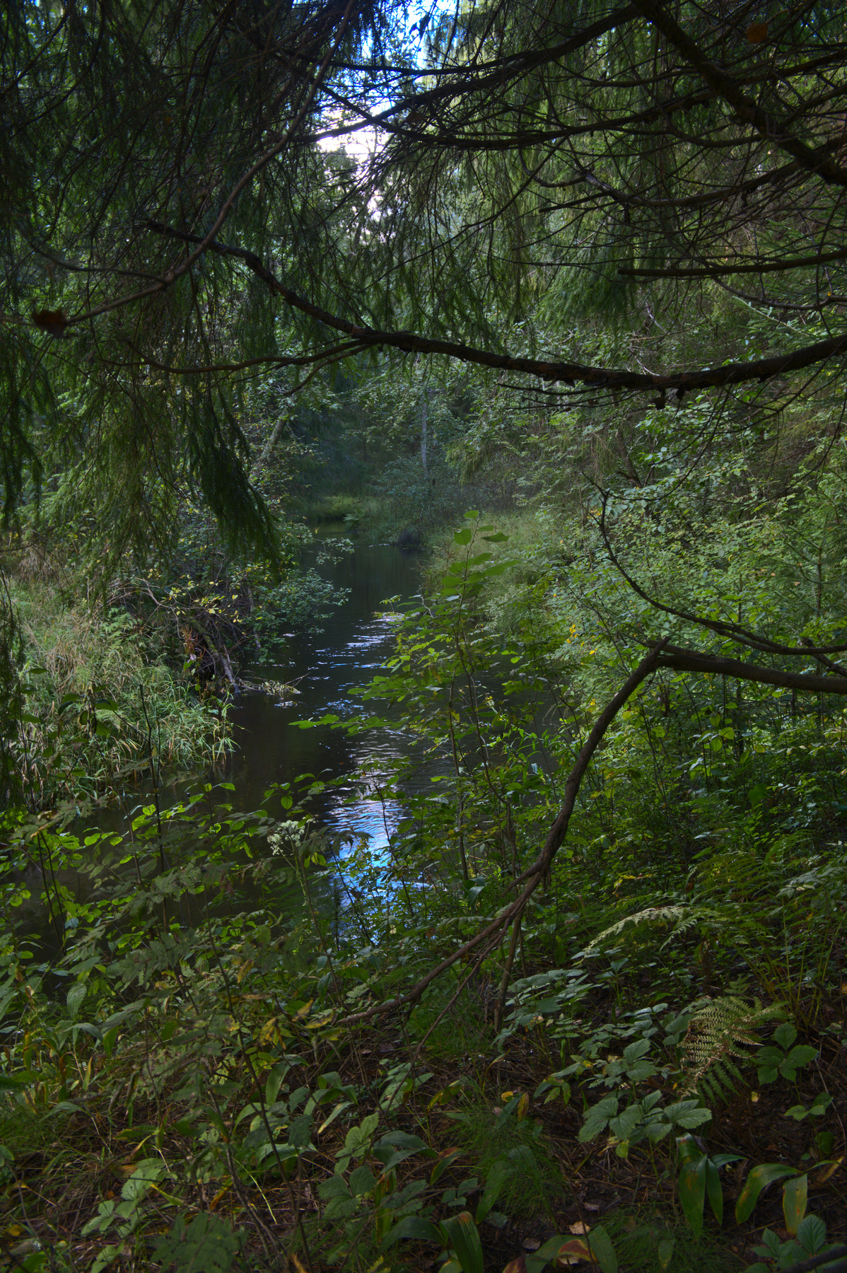 Чёрная речка (2) река лес