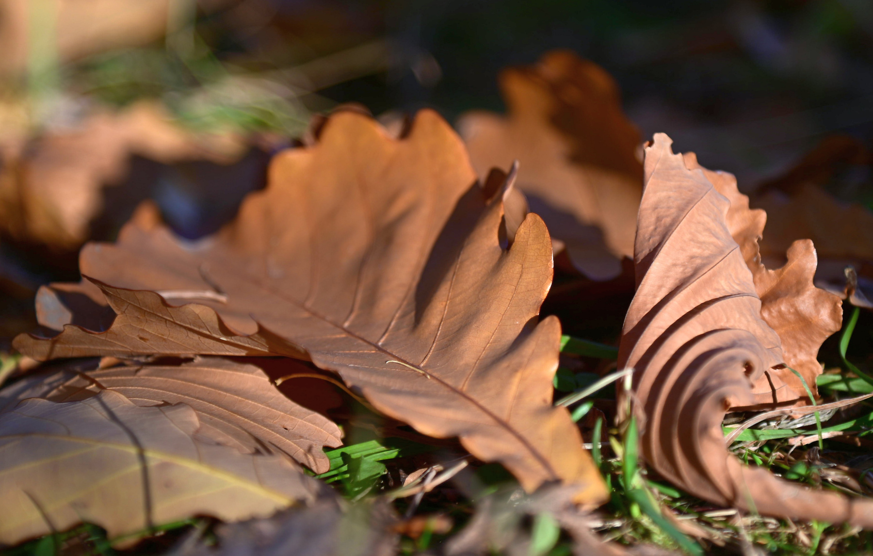 Осенние листья Осень листья дуб макро коричневый свет