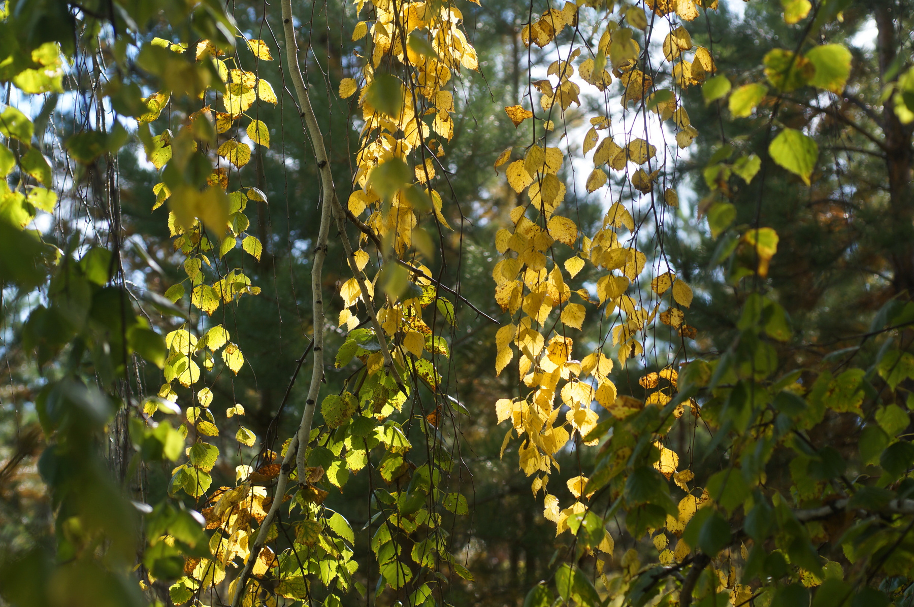 Осень осень лес природа листья береза