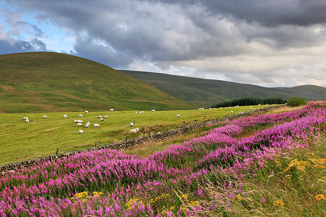 На волнах иван-чая шотландия цветы холмы лето