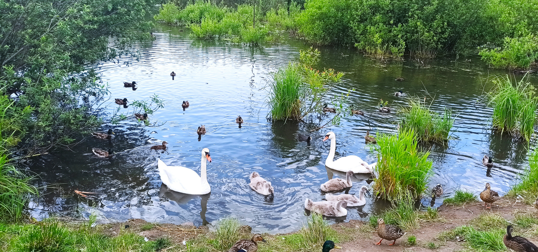 Пополнение в семье лебедей. Лебеди парк пополнение птенцы вода июнь