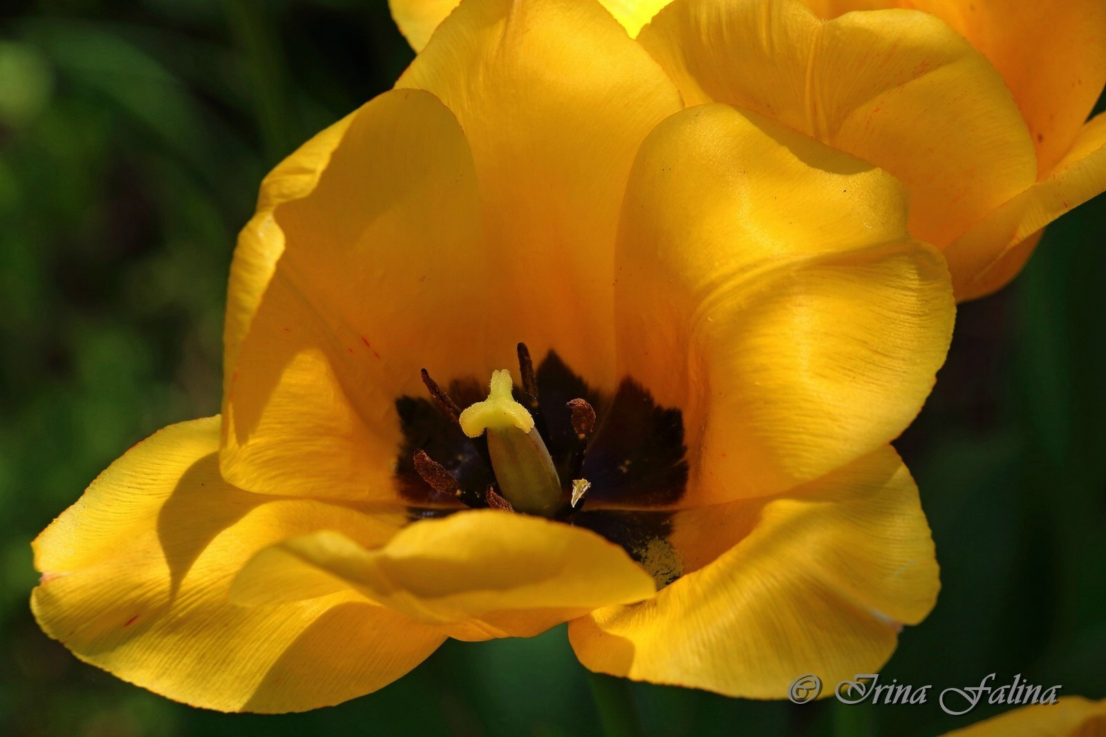 "Желтые тюльпаны - вестники разлуки..." цветы природа крупный план лепестки сад пестик тычинки клумба желтый растения ботаника