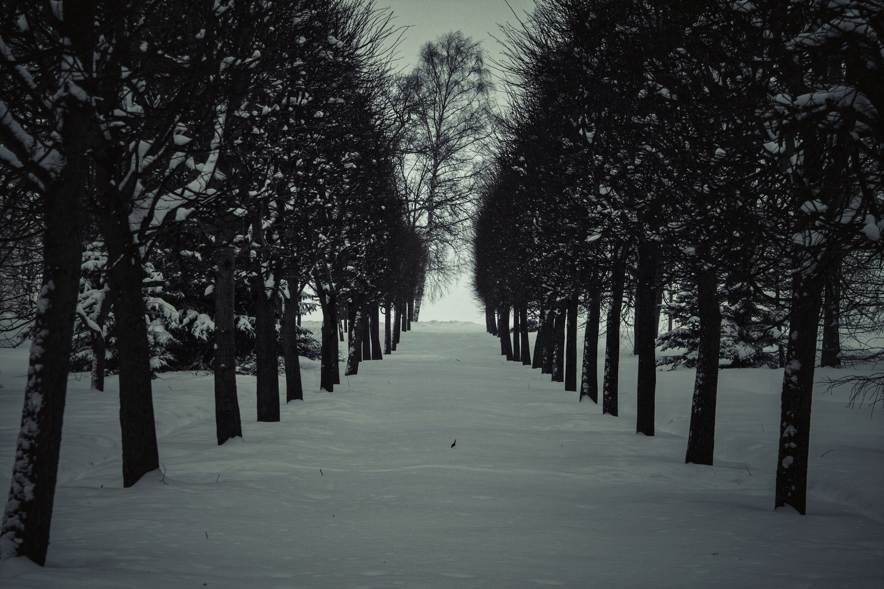 в зимнем парке Петергоф дерево деревья зима парк снег