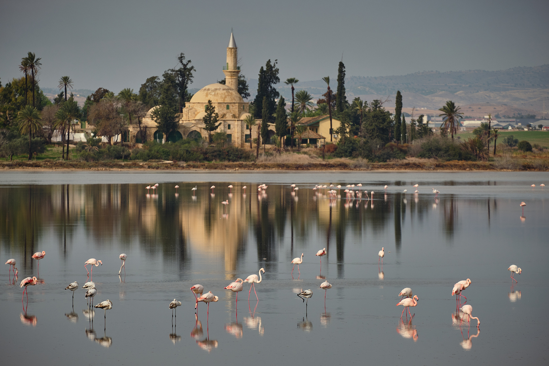 Фламинго вернулись кипр фламинго озеро отражение мечеть