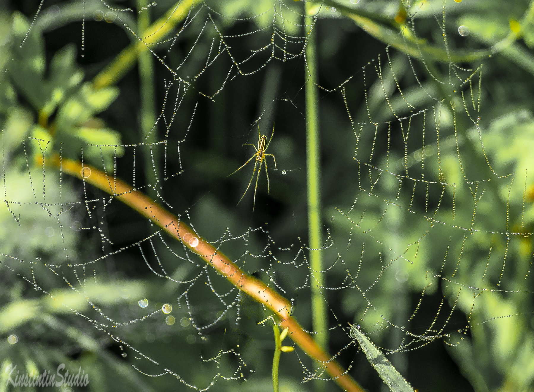 Утро...Паук...Роса на паутине... утро паук паутина роса лето